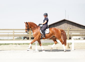 Hannoveraner, Wallach, 11 Jahre, 170 cm, Fuchs