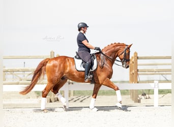 Hannoveraner, Wallach, 11 Jahre, 170 cm, Fuchs