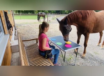 Hannoveraner, Wallach, 11 Jahre, 170 cm, Fuchs