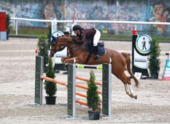 Hannoveraner, Wallach, 11 Jahre, 170 cm, Fuchs