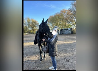 Hannoveraner, Wallach, 11 Jahre, 170 cm, Rappe