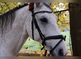 Hannoveraner, Wallach, 11 Jahre, 170 cm, Schimmel