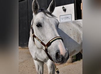 Hannoveraner, Wallach, 11 Jahre, 170 cm, Schimmel