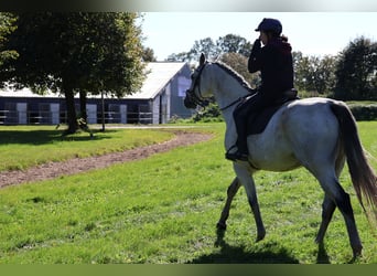 Hannoveraner, Wallach, 11 Jahre, 170 cm, Schimmel