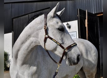 Hannoveraner, Wallach, 11 Jahre, 170 cm, Schimmel