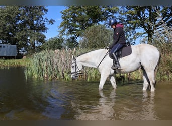 Hannoveraner, Wallach, 11 Jahre, 170 cm, Schimmel