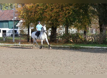 Hannoveraner, Wallach, 11 Jahre, 170 cm, Schimmel