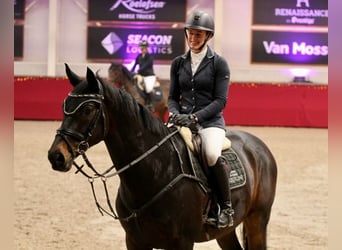 Hannoveraner, Wallach, 11 Jahre, 170 cm, Schwarzbrauner