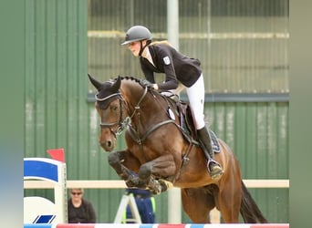 Hannoveraner, Wallach, 11 Jahre, 170 cm, Schwarzbrauner