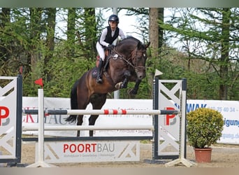 Hannoveraner, Wallach, 11 Jahre, 170 cm
