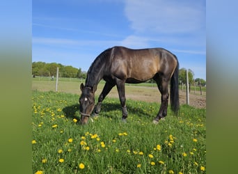 Hannoveraner, Wallach, 11 Jahre, 170 cm