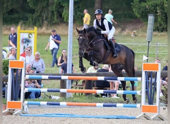 Hannoveraner, Wallach, 11 Jahre, 170 cm