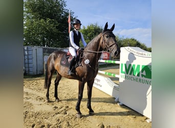 Hannoveraner, Wallach, 11 Jahre, 170 cm