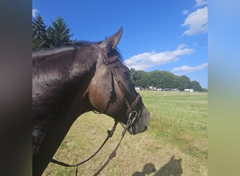 Hannoveraner, Wallach, 11 Jahre, 170 cm