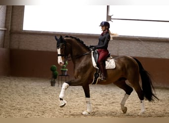 Hannoveraner, Wallach, 11 Jahre, 171 cm, Brauner