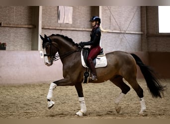 Hannoveraner, Wallach, 11 Jahre, 171 cm, Brauner