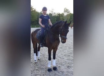 Hannoveraner, Wallach, 11 Jahre, 172 cm, Brauner