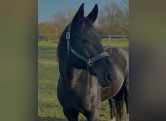 Hannoveraner, Wallach, 11 Jahre, 172 cm, Rappe