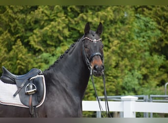 Hannoveraner, Wallach, 11 Jahre, 173 cm, Dunkelbrauner