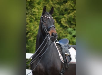 Hannoveraner, Wallach, 11 Jahre, 173 cm, Dunkelbrauner