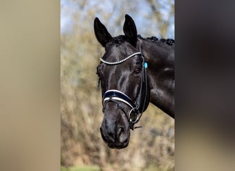 Hannoveraner, Wallach, 11 Jahre, 173 cm, Rappe