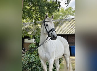 Hannoveraner, Wallach, 11 Jahre, 173 cm, Schimmel