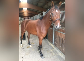 Hannoveraner, Wallach, 11 Jahre, 175 cm, Brauner