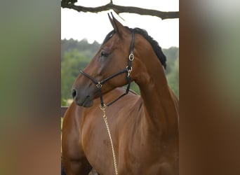 Hannoveraner, Wallach, 11 Jahre, 175 cm, Brauner