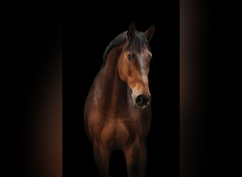 Hannoveraner, Wallach, 11 Jahre, 175 cm, Brauner