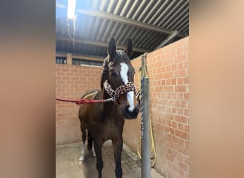 Hannoveraner, Wallach, 11 Jahre, 175 cm