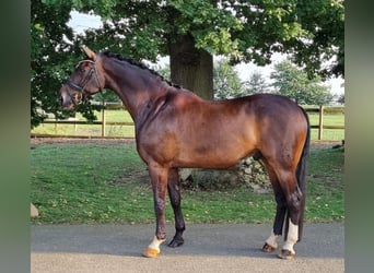 Hannoveraner, Wallach, 11 Jahre, 175 cm, Dunkelbrauner