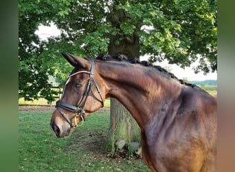 Hannoveraner, Wallach, 11 Jahre, 175 cm, Dunkelbrauner