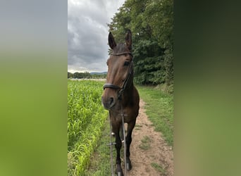 Hannoveraner, Wallach, 11 Jahre, 175 cm, Dunkelbrauner