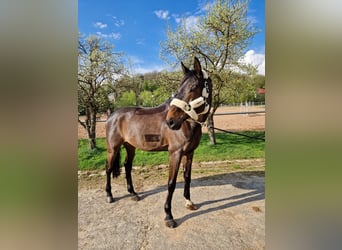 Hannoveraner, Wallach, 11 Jahre, 175 cm, Dunkelbrauner