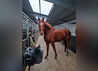 Hannoveraner, Wallach, 11 Jahre, 175 cm, Fuchs