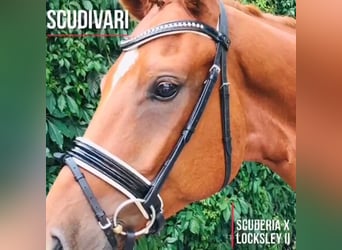 Hannoveraner, Wallach, 11 Jahre, 175 cm, Fuchs