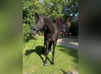 Hannoveraner, Wallach, 11 Jahre, 175 cm, Rappe