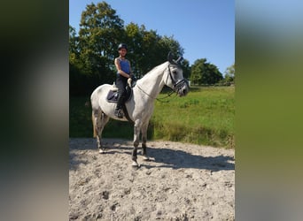 Hannoveraner, Wallach, 11 Jahre, 175 cm, Schimmel