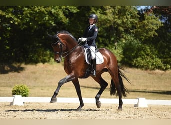 Hannoveraner, Wallach, 11 Jahre, 176 cm, Dunkelbrauner