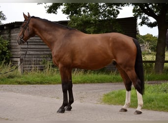 Hannoveraner, Wallach, 11 Jahre, 178 cm, Dunkelbrauner