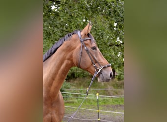 Hannoveraner, Wallach, 11 Jahre, 178 cm, Dunkelbrauner