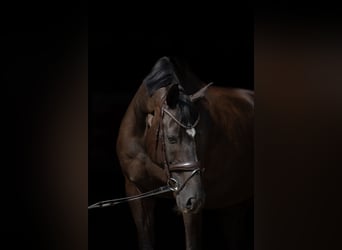 Hannoveraner, Wallach, 11 Jahre, 178 cm, Schwarzbrauner