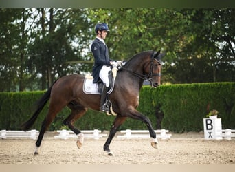 Hannoveraner, Wallach, 11 Jahre, 180 cm, Dunkelbrauner