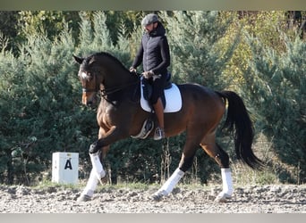 Hannoveraner, Wallach, 11 Jahre, 180 cm, Falbe