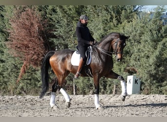 Hannoveraner, Wallach, 11 Jahre, 180 cm, Falbe