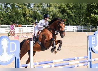 Hannoveraner, Wallach, 11 Jahre, 180 cm, Rotbrauner