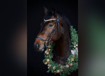 Hannoveraner, Wallach, 11 Jahre, 181 cm, Brauner