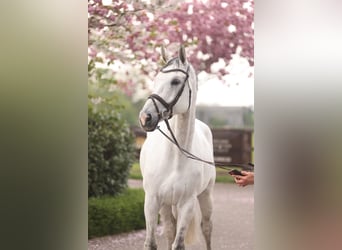 Hannoveraner, Wallach, 11 Jahre, 181 cm, Schimmel