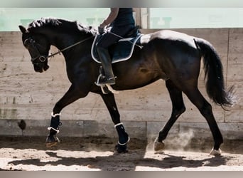 Hannoveraner, Wallach, 11 Jahre, 183 cm