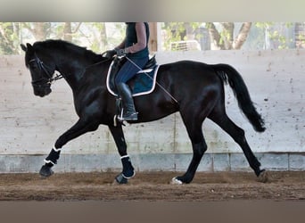 Hannoveraner, Wallach, 11 Jahre, 183 cm